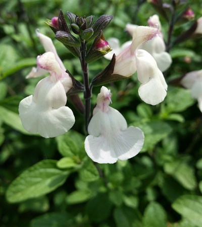 Little-Leaf Sage Heatwave™ Glimmer